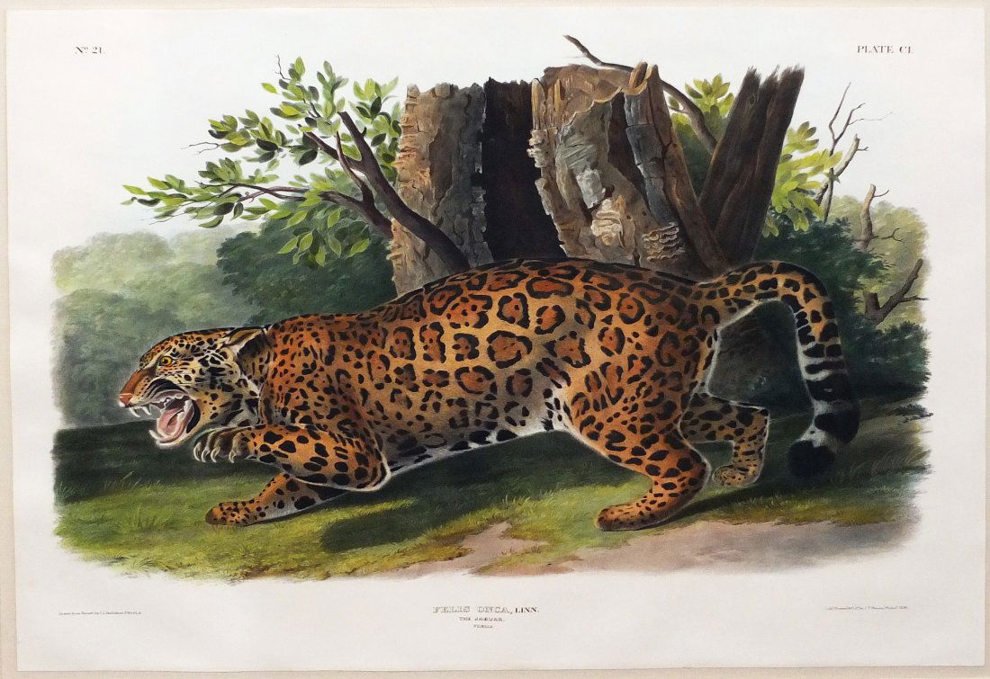 Jaguar, Plate 101: John James Audubon (1785 - 1851). Philadelphia: J. T. Bowen, 1839-44. Hand-colored lithographs. Approximately 27 3/4 x 21 1/2 inches. Guidance: Mid-Hudson, January 30, 2016 - $13,420