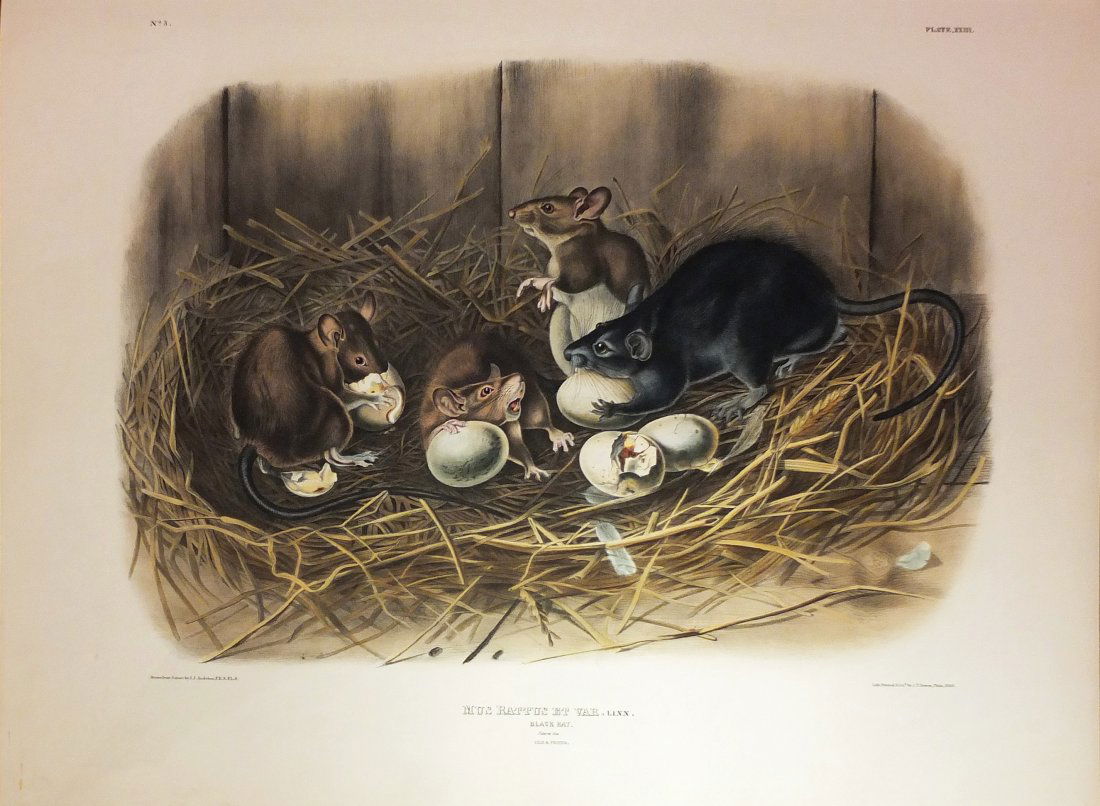 The Black Rat, Plate 23 (1 of 1)