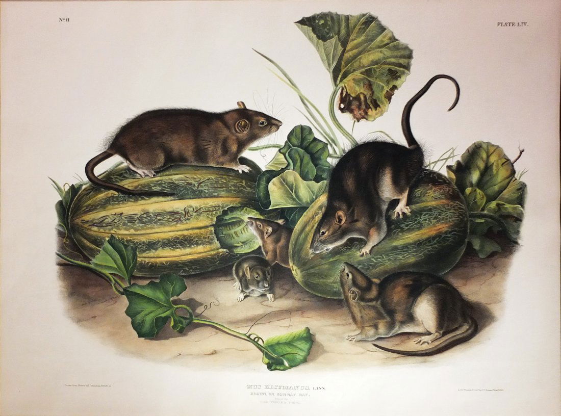 Norway Rat, Plate 54 (1 of 1)