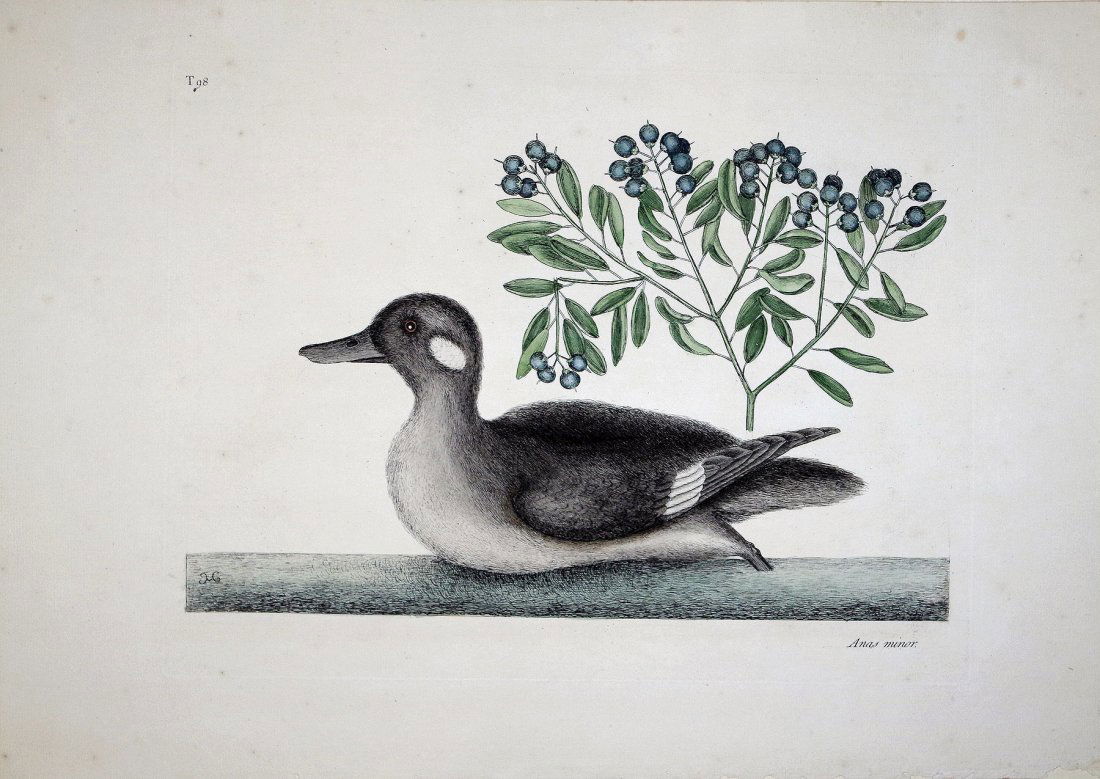 The Little Brown Duck, Soap-Wood, (Vol I, Plate 98): Mark Catesby (1679 - 1749). From the Natural History of Carolina, Florida and the Bahama Islands. London: 1731-43. Engravings colored by hand. 14 x 21 inches sheet. This was the first Natural History