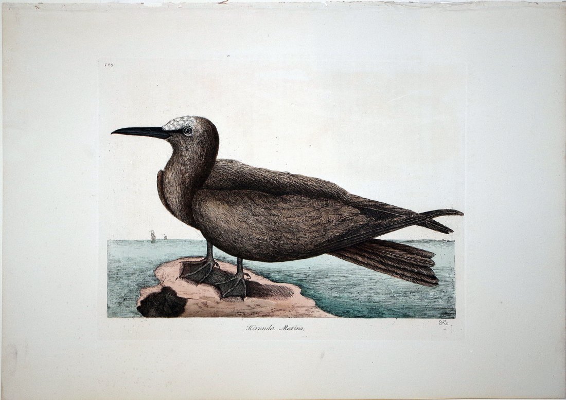 The Noddy, (Vol. I, Plate 88): Mark Catesby (1679 - 1749). From the Natural History of Carolina, Florida and the Bahama Islands. London: 1731-43. Engravings colored by hand. 14 x 21 inches sheet. This was the first Natural History