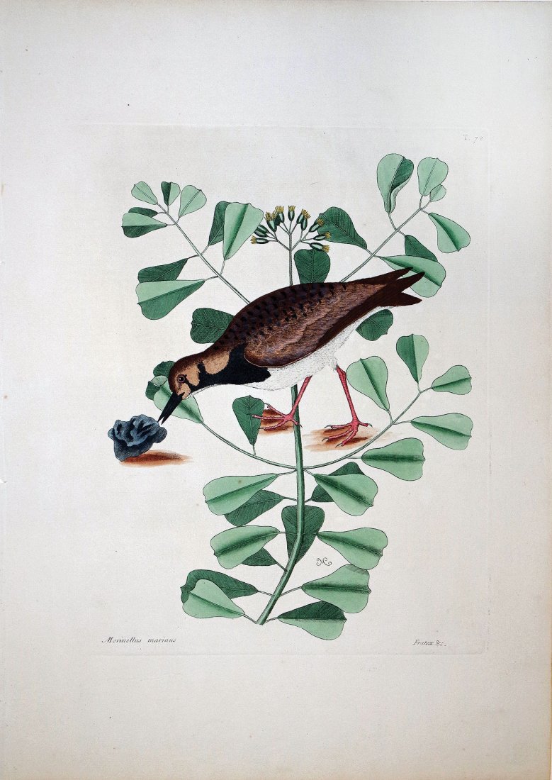 The Turn-Stone or Sea-Dottrel, (Vol. I, Plate 72): Mark Catesby (1679 - 1749). From the Natural History of Carolina, Florida and the Bahama Islands. London: 1731-43. Engravings colored by hand. 21 x 14 inches sheet. This was the first Natural History