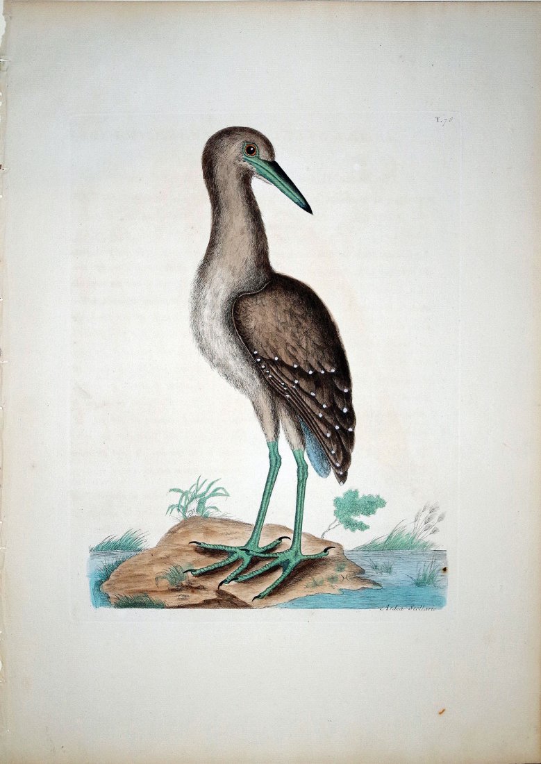 The Brown Bittern, (Vol. I, Plate 78): Mark Catesby (1679 - 1749). From the Natural History of Carolina, Florida and the Bahama Islands. London: 1731-43. Engravings colored by hand. 21 x 14 inches sheet. This was the first Natural History