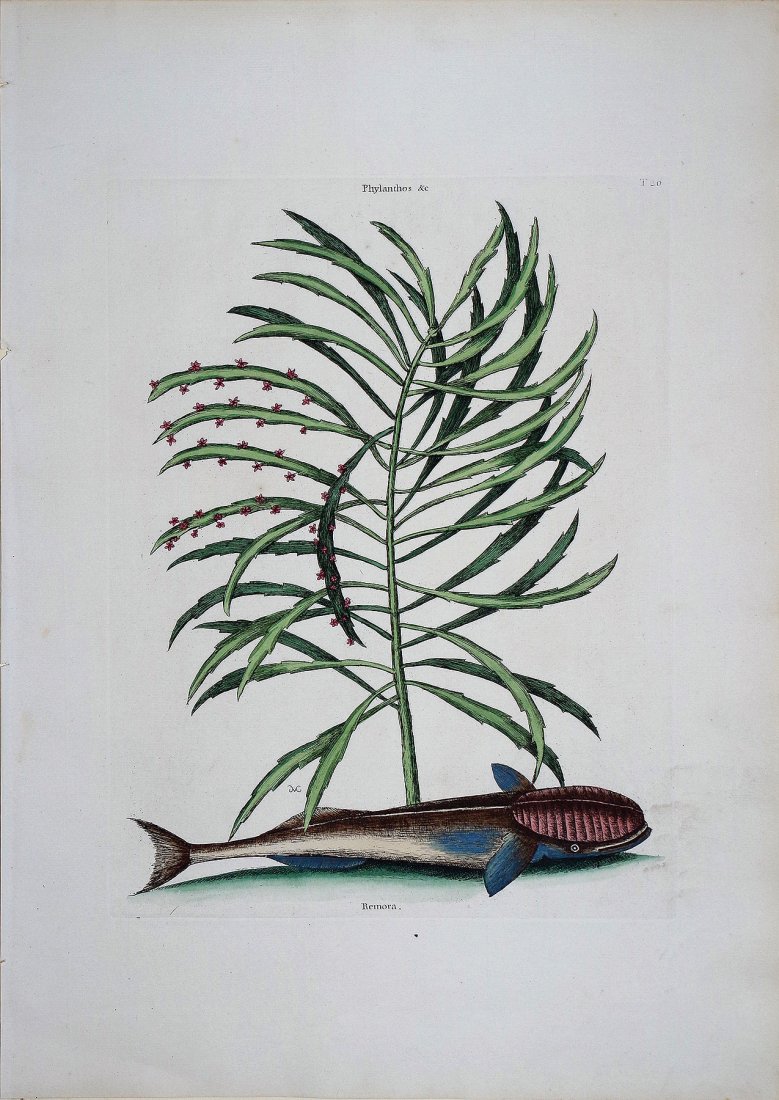 The Muray, (Vol. II, Plate 20): Mark Catesby (1679 - 1749). From the Natural History of Carolina, Florida and the Bahama Islands. London: 1731-43. Engravings colored by hand. 21 x 14 inches sheet. This was the first Natural History