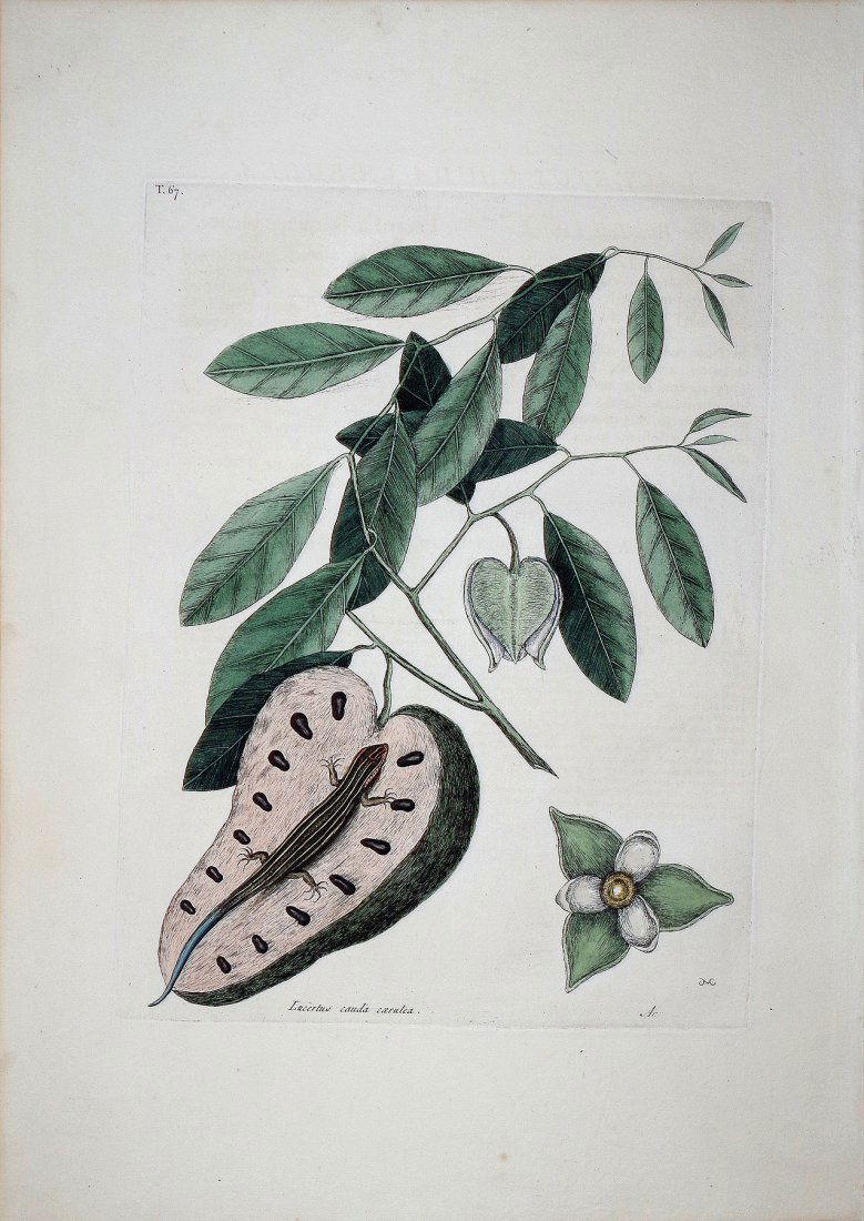 The Blue Tail Lizard, (Vol. II, Plate 67): Mark Catesby (1679 - 1749). From the Natural History of Carolina, Florida and the Bahama Islands. London: 1731-43. Engravings colored by hand. 21 x 14 inches sheet. This was the first Natural History