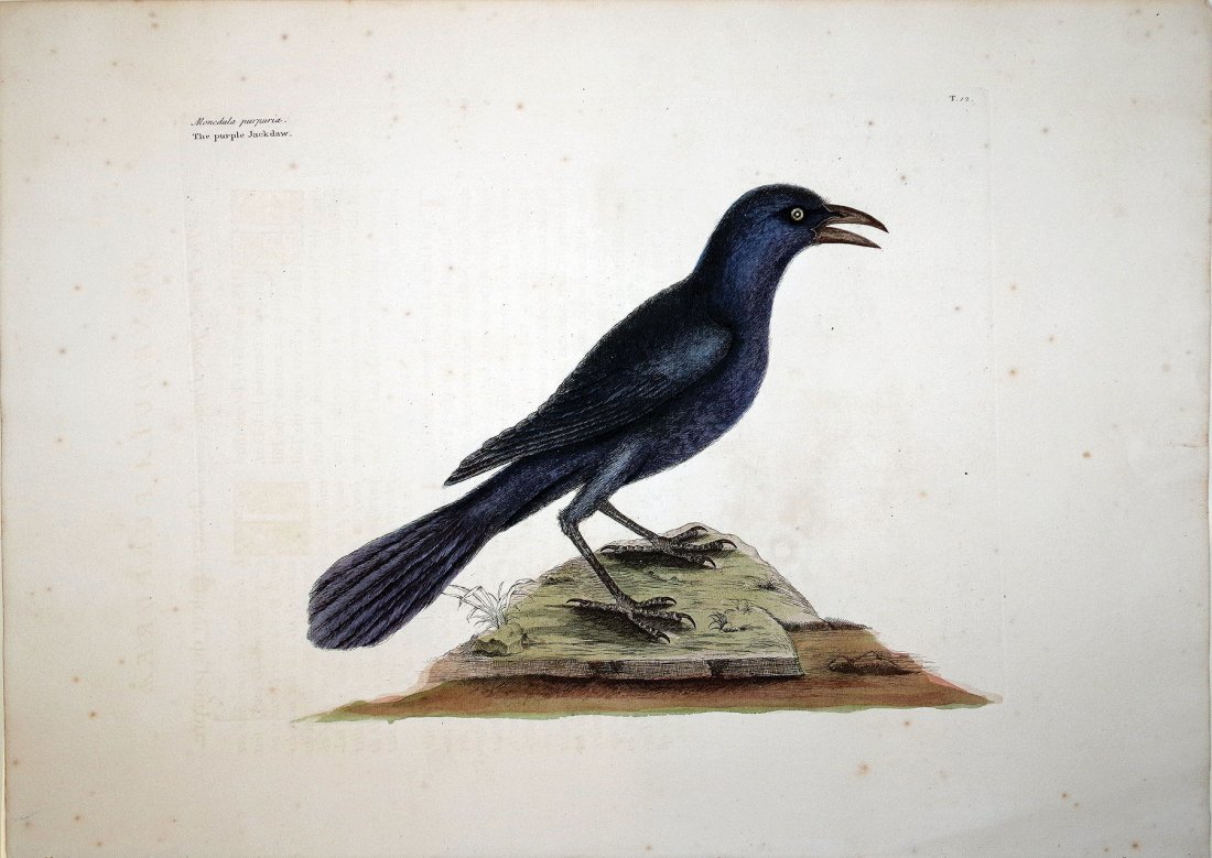 The Purple Jack-Daw (Vol. I, Plate 12): Mark Catesby (1679 - 1749). From the Natural History of Carolina, Florida and the Bahama Islands. London: 1731-43. Engravings colored by hand. 14 x 21 inches sheet. This was the first Natural History
