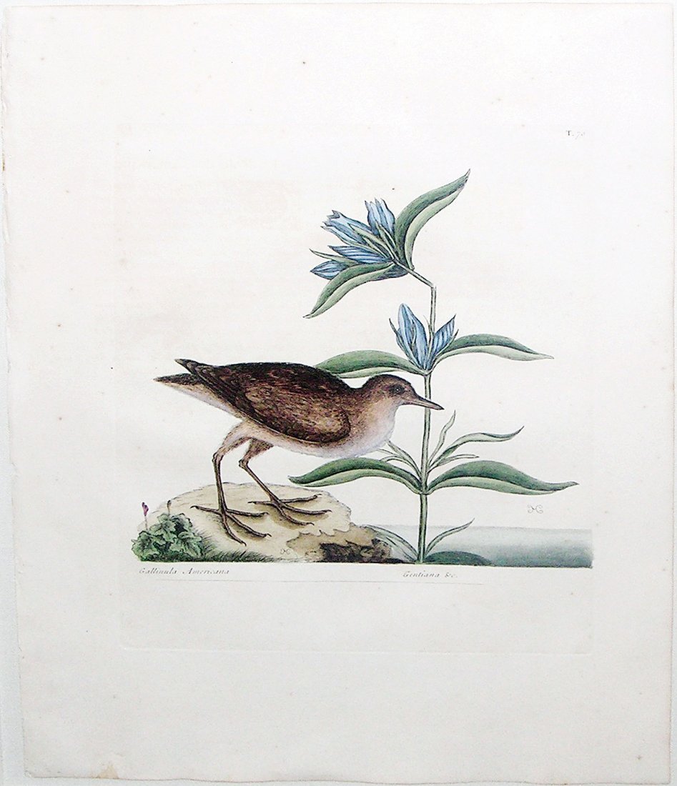 The Soree (Vol. I., Pl. 70): Mark Catesby (1679 - 1749). From the Natural History of Carolina, Florida and the Bahama Islands. London: 1731-43. Engravings colored by hand. 21 x 14 inches sheet. This was the first Natural History