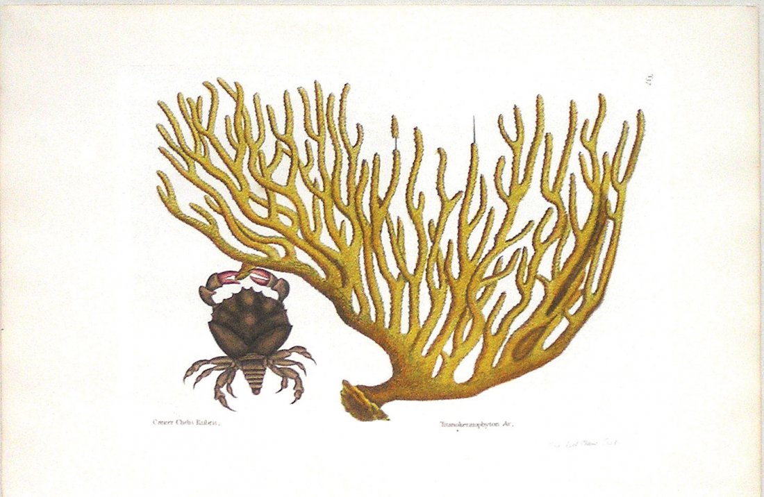 Red Clawed Crab (Vol. II, Pl. 37): Mark Catesby (1679 - 1749). From the Natural History of Carolina, Florida and the Bahama Islands. London: 1731-43. Engravings colored by hand. 14 1/4 x 20 1/2 inches. This was the first Natural Histor