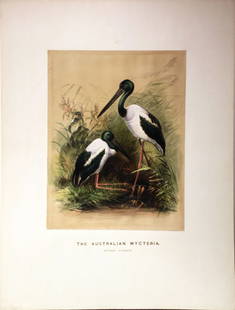 The Australian Mycteria (Vol. 1, Plate 47): Joseph Wolf (1820-1899). Made for the Zoological Society of London, from animals in their vivarium, in the Regent's Park. London: Henry Graves & Company, 1861-1867. 23 x 17 1/4 inches. Wolf was a Germ