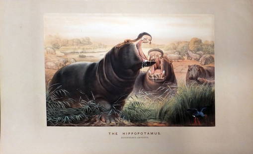 The Hippopotamus: Joseph Wolf (1820-1899). Made for the Zoological Society of London, from animals in their vivarium, in the Regent's Park. London: Henry Graves & Company, 1861-1867. 23 x 17 inches. Wolf was a German a