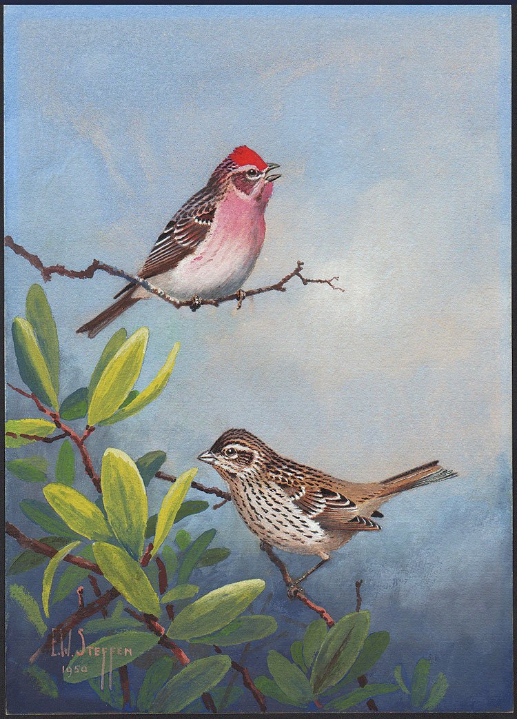 Steffen Watercolor of Purple Finch: Earnest W. Steffen (American, 1891-1981)Cassin's Purple FinchWatercolor on paperSigned ll, dated 195014 x 10 inches overall