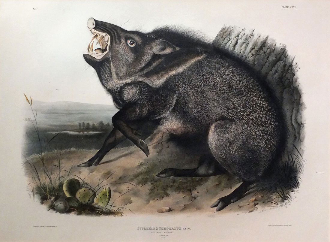 Audubon Lithographs, Imperial Folio Collared Peccary (1 of 2)