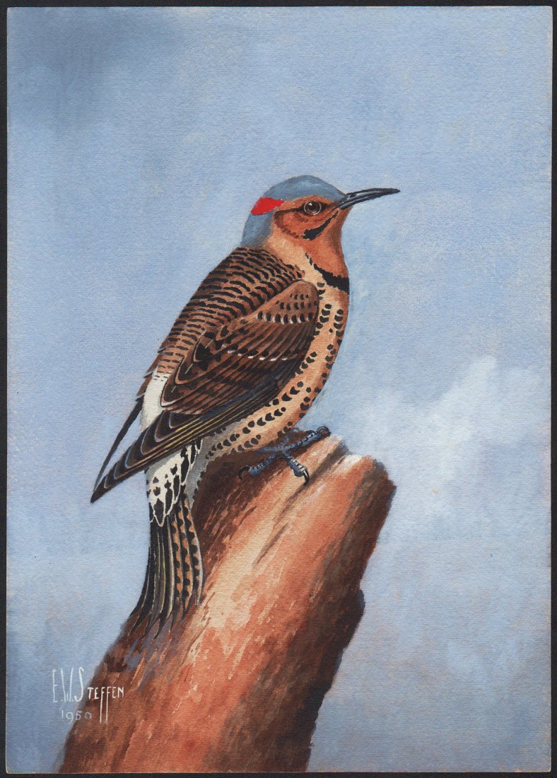 Steffen Watercolor of Northern Flicker: Northern Flicker. Earnest W. Steffen (American, 1891-1981). Watercolor on paper. Signed ll, dated 1950. 14 x 10 inches overall
