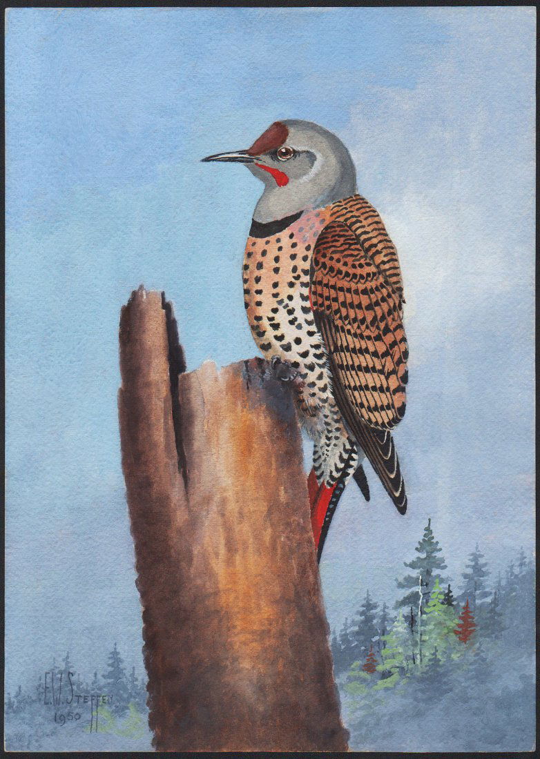 Steffen Watercolor of Red-shafted Flicker (1 of 1)