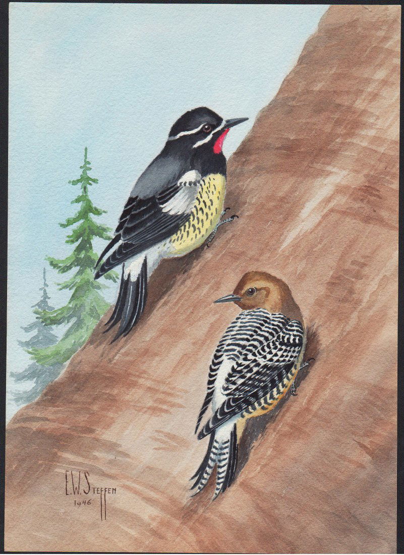 Steffen Watercolor of Natalie Sapsucker: Natalie Sapsucker. Earnest W. Steffen (American, 1891-1981). Watercolor on paper. Signed ll, dated 1946. 14 x 10 inches overall