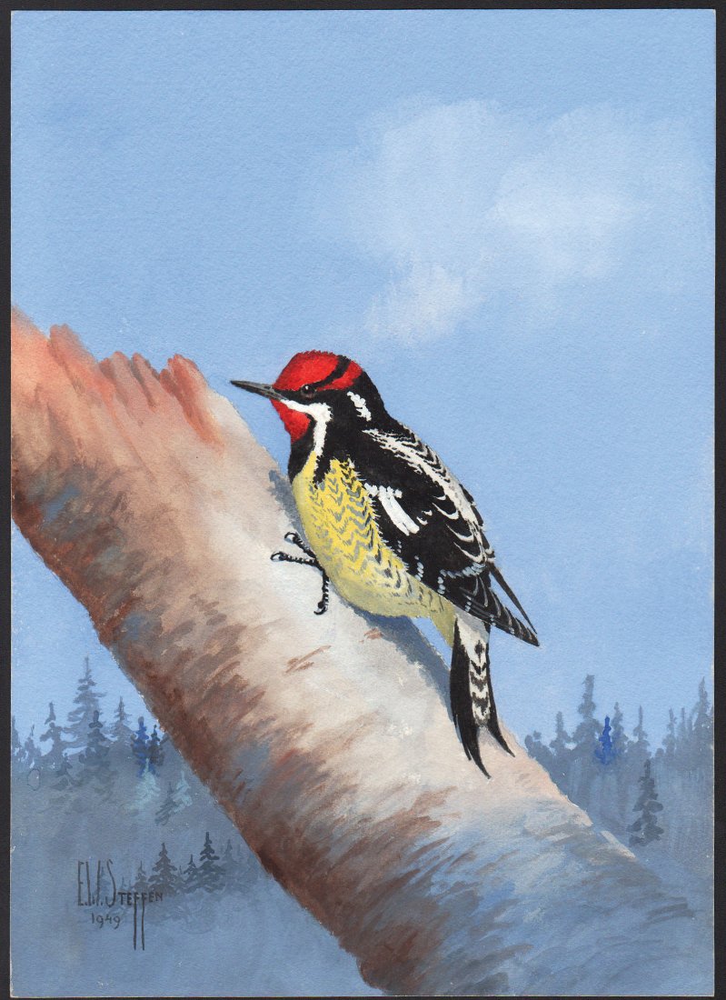 Steffen Watercolor of Red-naped Sapsucker: Red-naped Sapsucker. Earnest W. Steffen (American, 1891-1981). Watercolor on paper. Signed ll, dated 1949. 14 x 10 inches overall
