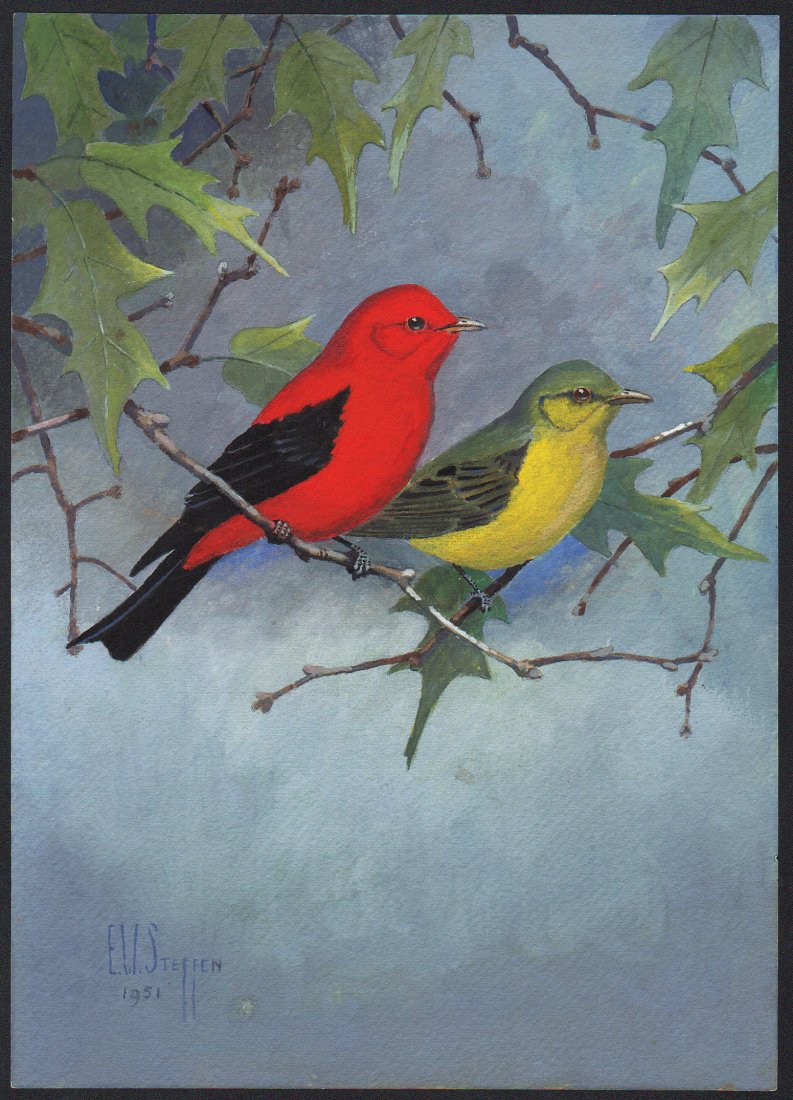 Steffen Watercolor of Scarlet Tanager: Scarlet Tanager. Earnest W. Steffen (American, 1891-1981). Watercolor on paper. Signed ll, dated 1951. 14 x 10 inches overall