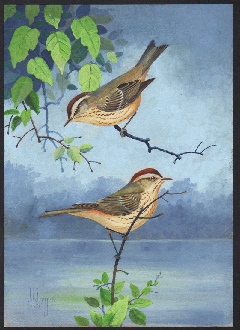 Steffen Watercolor of Western Palm Warbler: Western Palm Warbler. Earnest W. Steffen (American, 1891-1981). Watercolor on paper. Signed ll, dated 1951. 14 x 10 inches overall