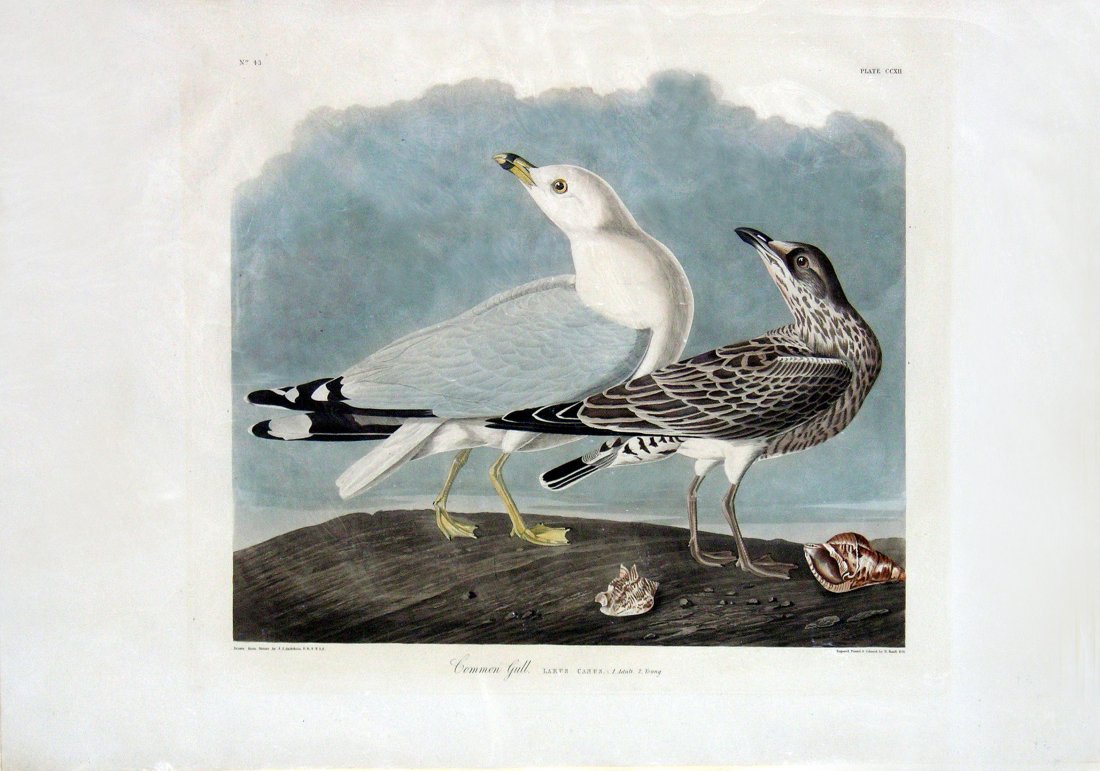 Audubon Aquatint, Common Gull, Plate 212 (1 of 1)