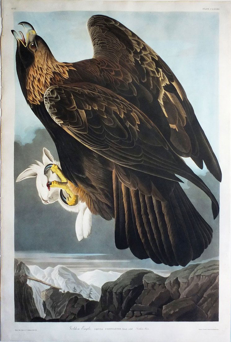Audubon Aquatint, Golden Eagle, Plate 181 (1 of 1)