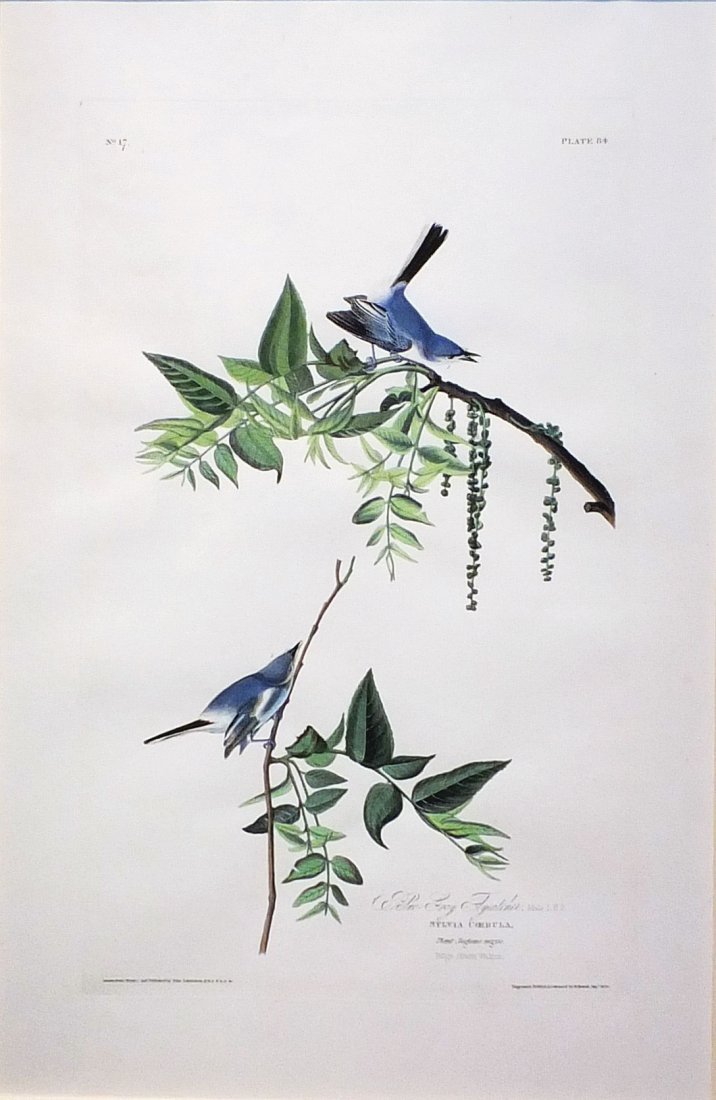 Audubon Aquatint, Blue-Gray Flycatcher, Plate 84 (1 of 1)