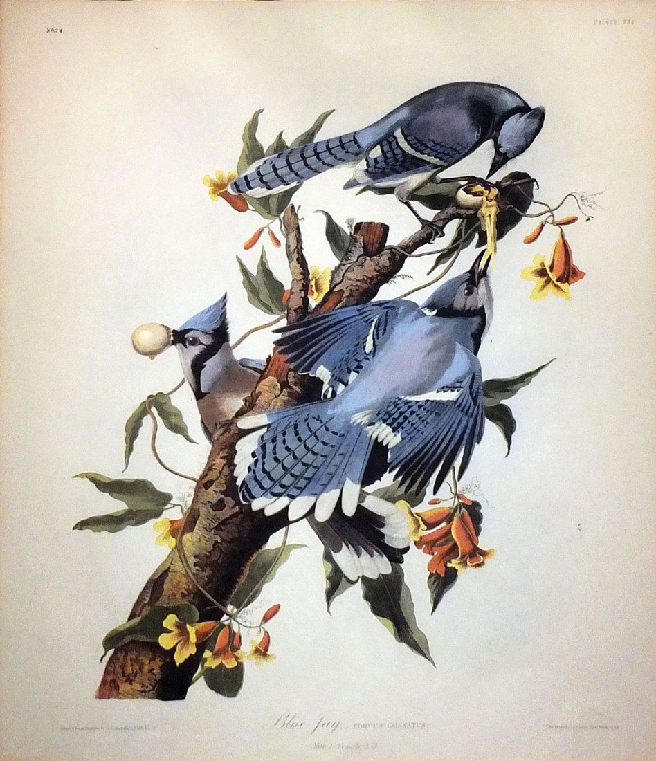 Audubon Lithograph Bien Edition, Plate 231 (1 of 1)