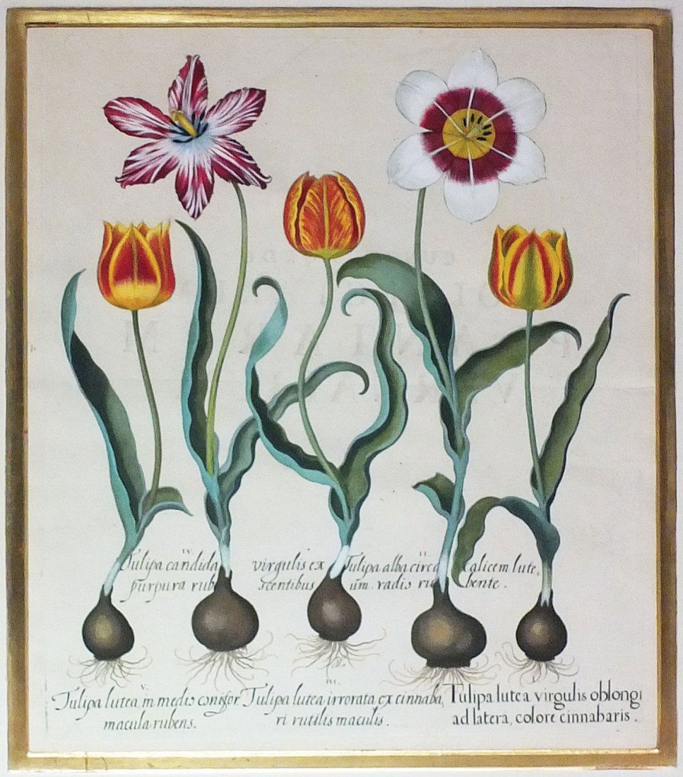 Engravings with Original Color  From Basilius Besler (1 of 1)