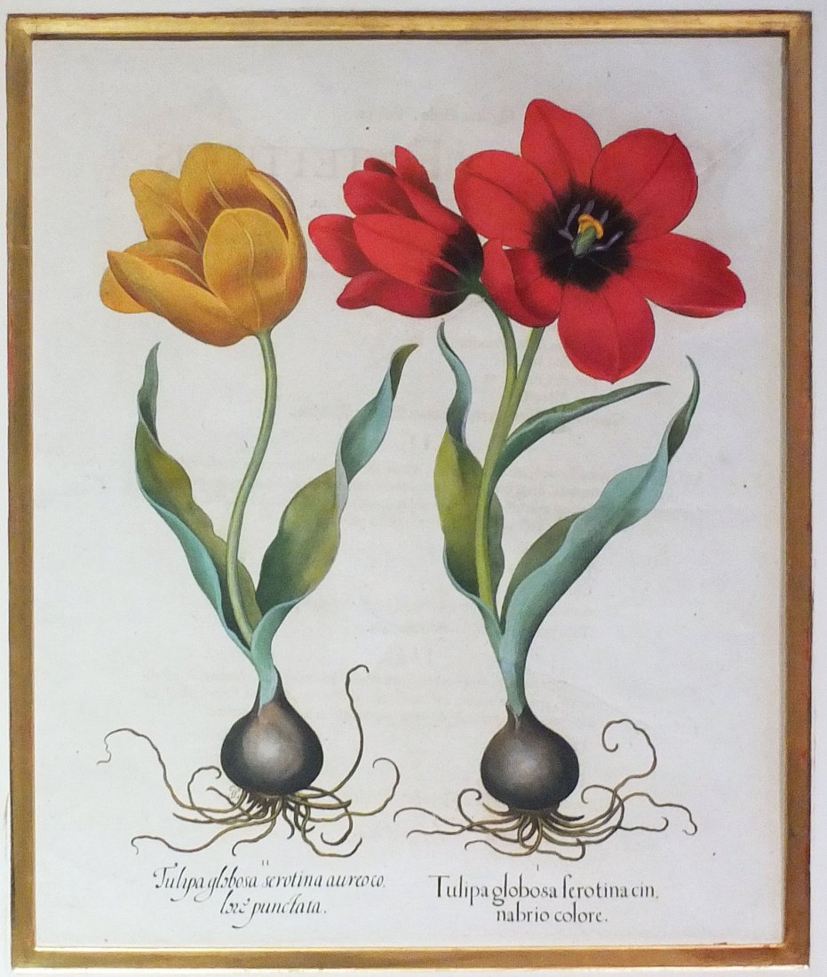 Engravings with Original Color  From Basilius Besler (1 of 1)