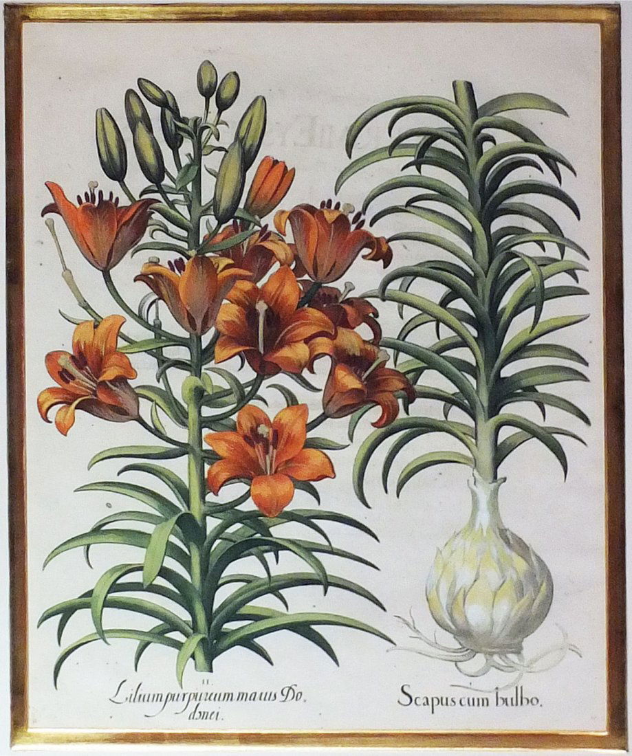 Engravings with Original Color  From Basilius Besler (1 of 1)