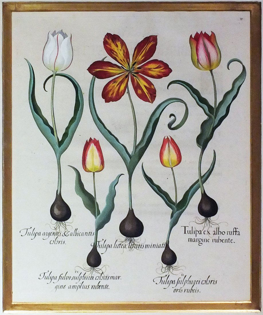 Engravings with Original Color  From Basilius Besler (1 of 1)