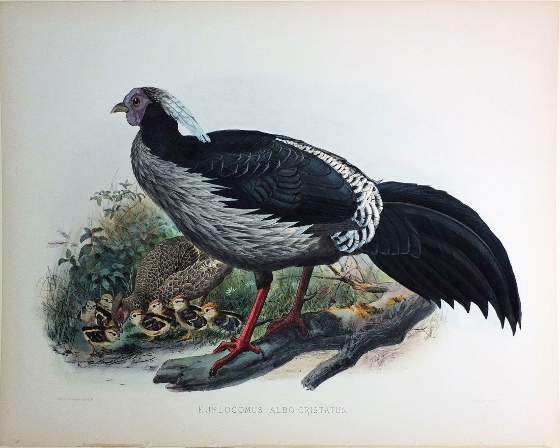 Stately Hand-colored Lithographs of Game Birds by (1 of 1)