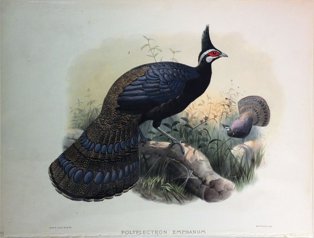 Stately Hand-colored Lithographs of Game Birds by (1 of 1)