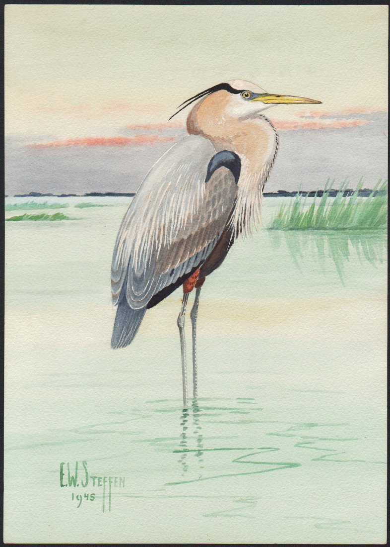 Steffen Watercolor of Great Blue Heron (1 of 1)