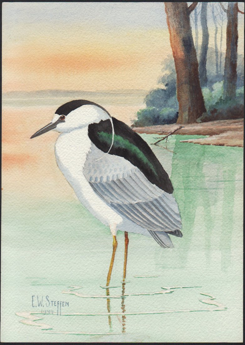 Steffen Watercolor of Black-crowned Night Heron: Black-crowned Night Heron. Earnest W. Steffen (1891-1981) Watercolor. Signed L.L., dated 1944. approx. 14 x 10 inches.