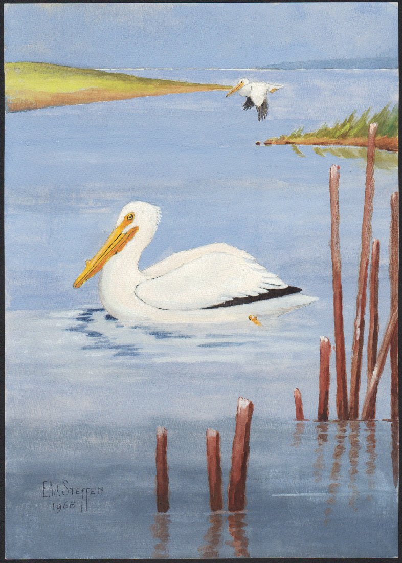 Steffen Watercolor of White Pelican (1 of 1)