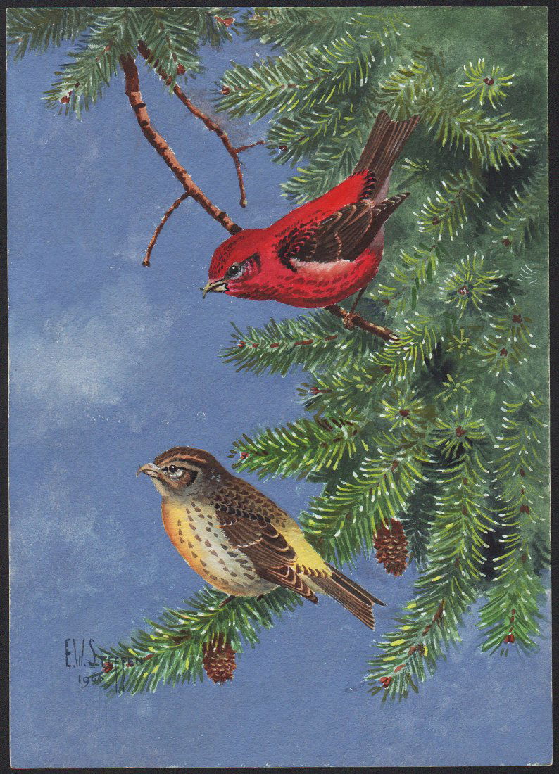 Steffen Watercolor of Eastern Red Crossbill: Eastern Red Crossbill. Earnest W. Steffen (1891-1981) Watercolor. Signed L.L., dated 1966. approx. 14 x 10 inches.