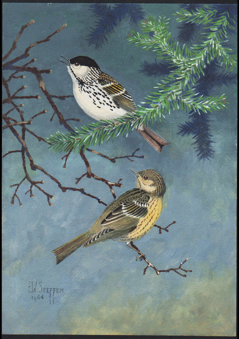 Steffen Watercolor of Blackpoll Warbler: Blackpoll Warbler. Earnest W. Steffen (1891-1981) Watercolor. Signed L.L., dated 1964. approx. 14 x 10 inches.