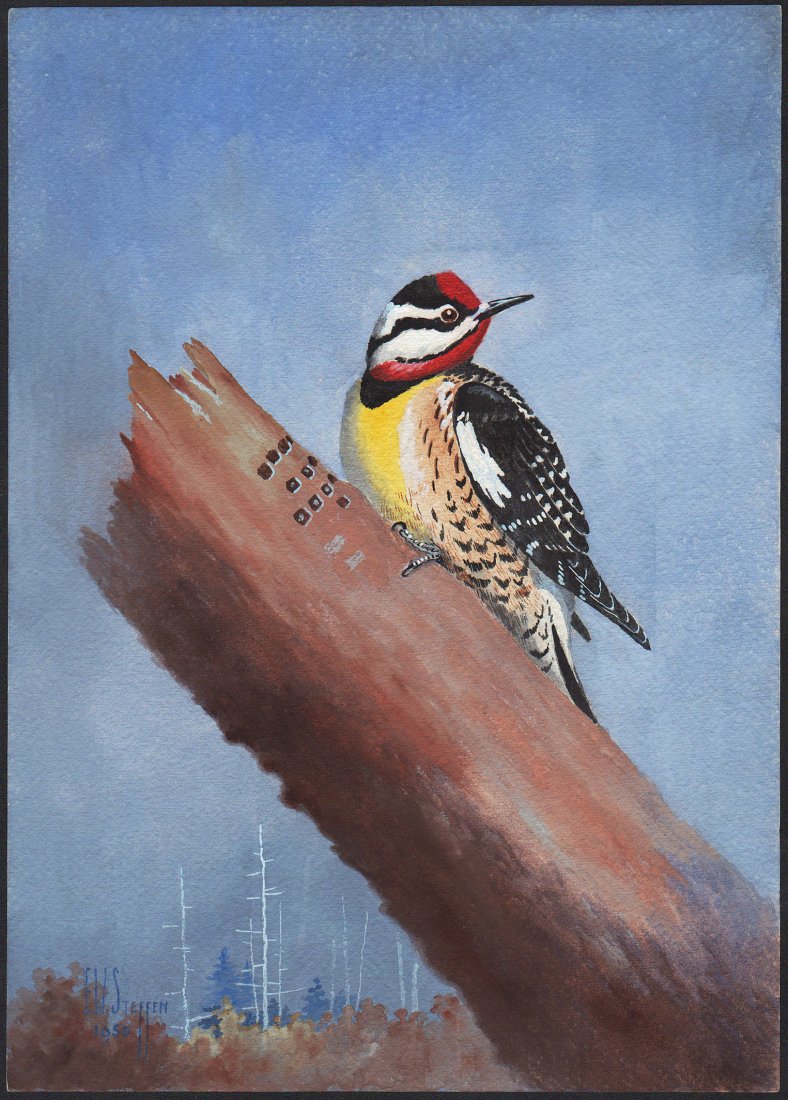Steffen Watercolor of Yellow-bellied Sapsucker (1 of 1)