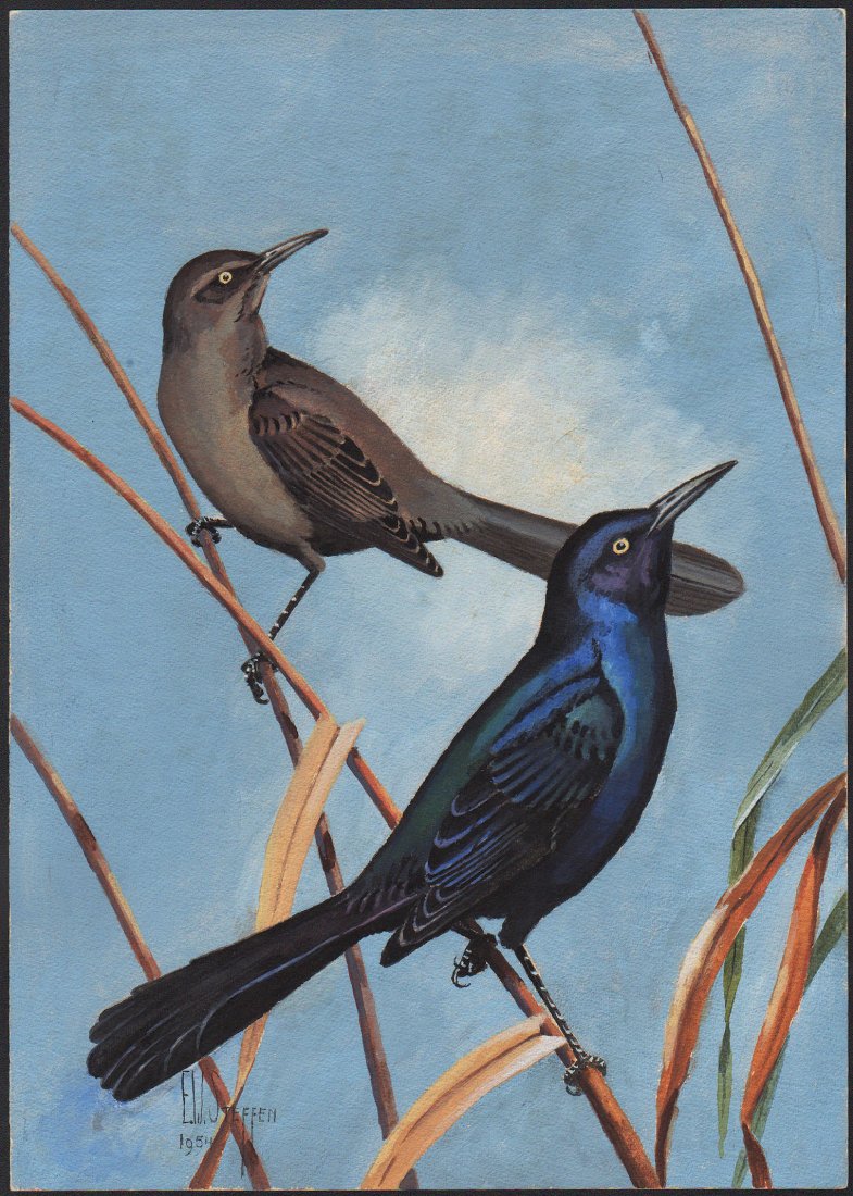 Steffen Watercolor of Boat-tailed Grackle: Boat-tailed Grackle. Earnest W. Steffen (1891-1981) Watercolor. Signed L.L., dated 1954. approx. 14 x 10 inches.