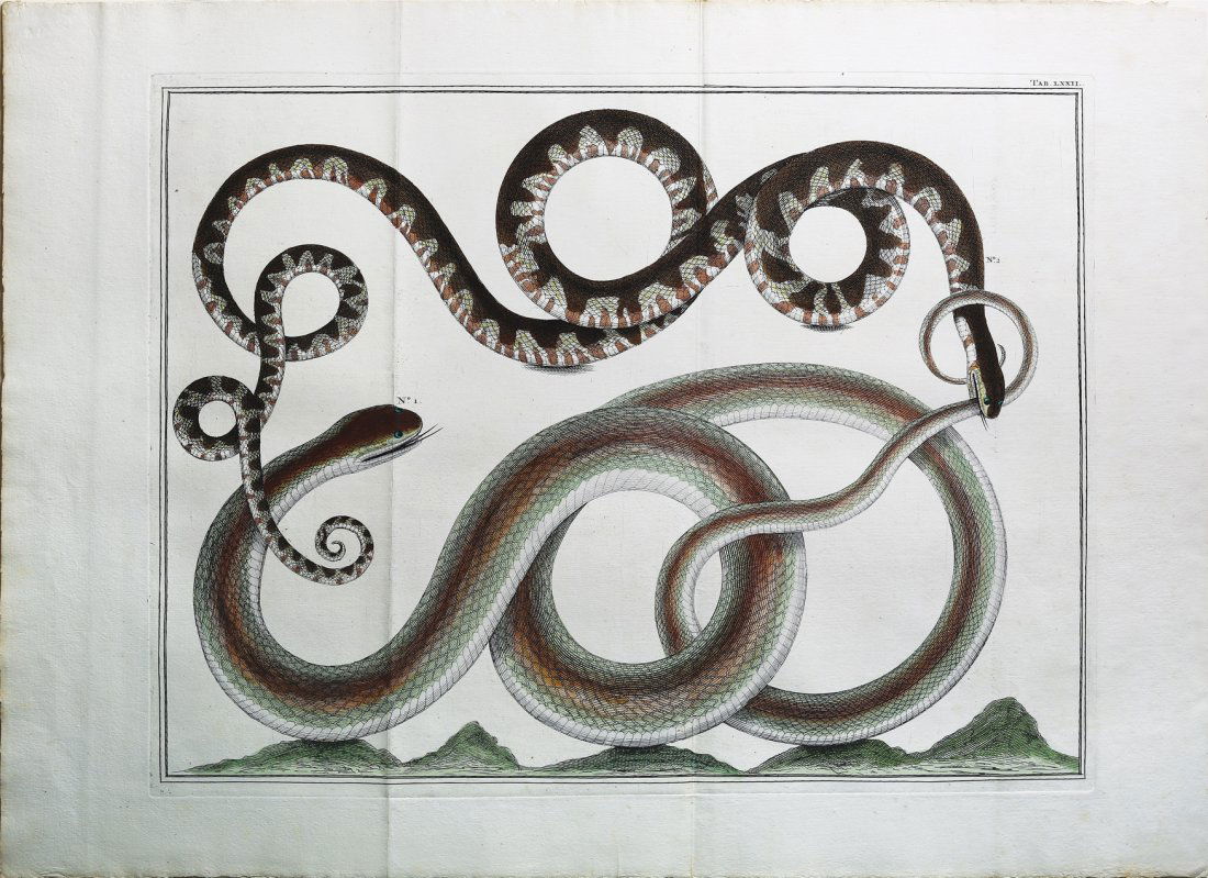 Engaging and exotic engravings by Albert Seba (1 of 1)