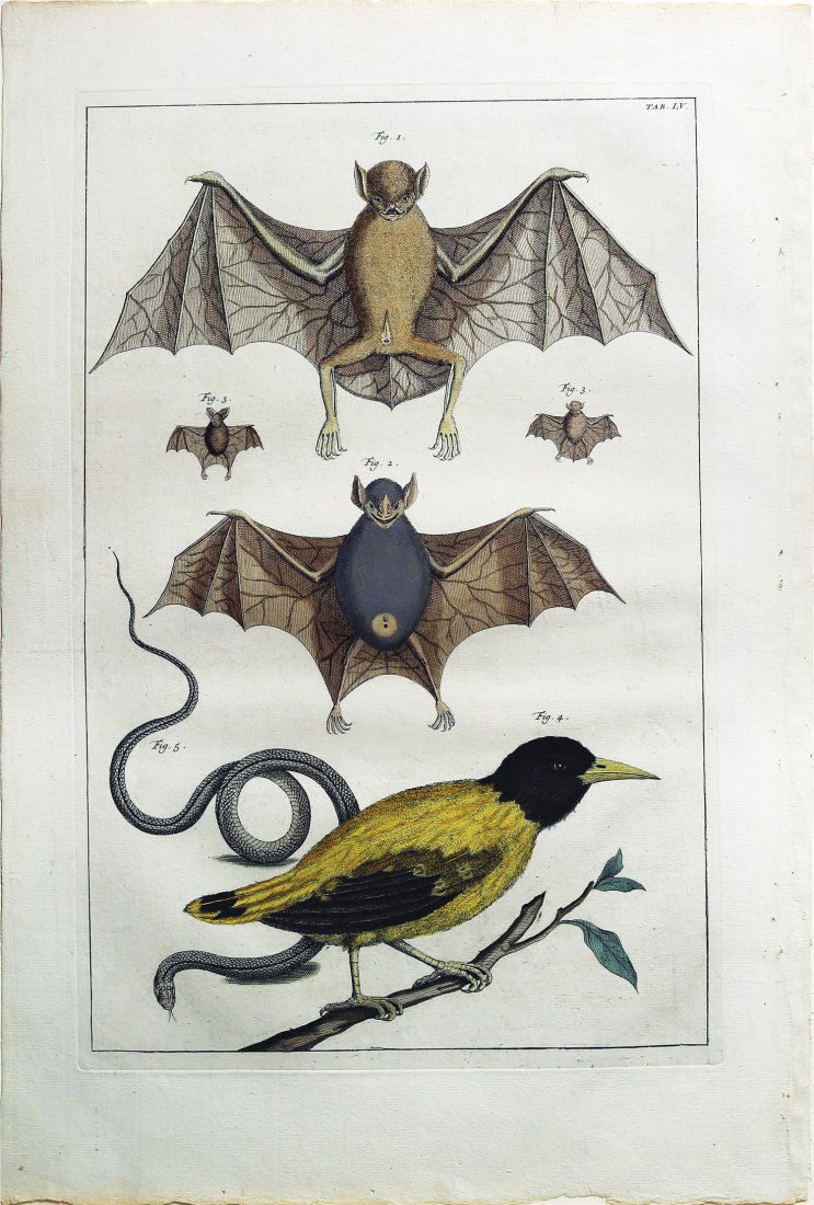 Engaging and exotic engravings by Albert Seba (1 of 1)