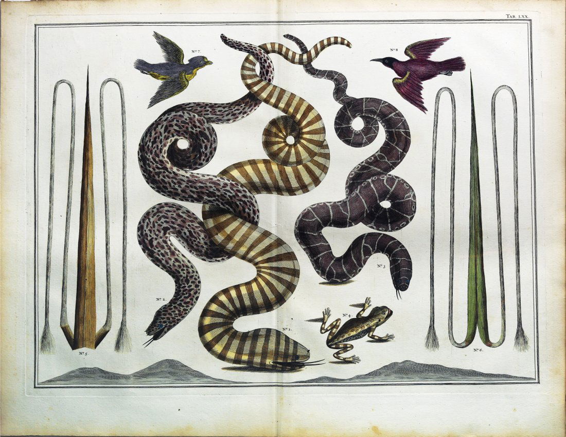 Engaging and exotic engravings by Albert Seba (1 of 1)