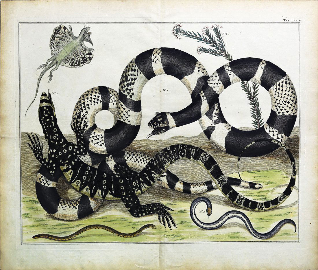 Engaging and exotic engravings by Albert Seba (1 of 1)