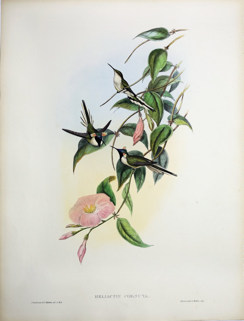 Beautiful Lithographs of Hummingbirds by Gould (1 of 1)