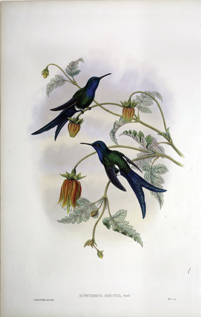 Beautiful Hand Colored Lithographs of Hummingbirds by (1 of 1)