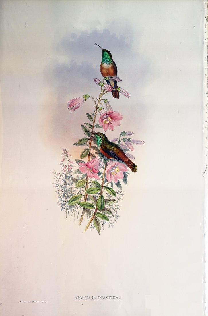 Beautiful Lithographs of Hummingbirds by Gould (1 of 1)