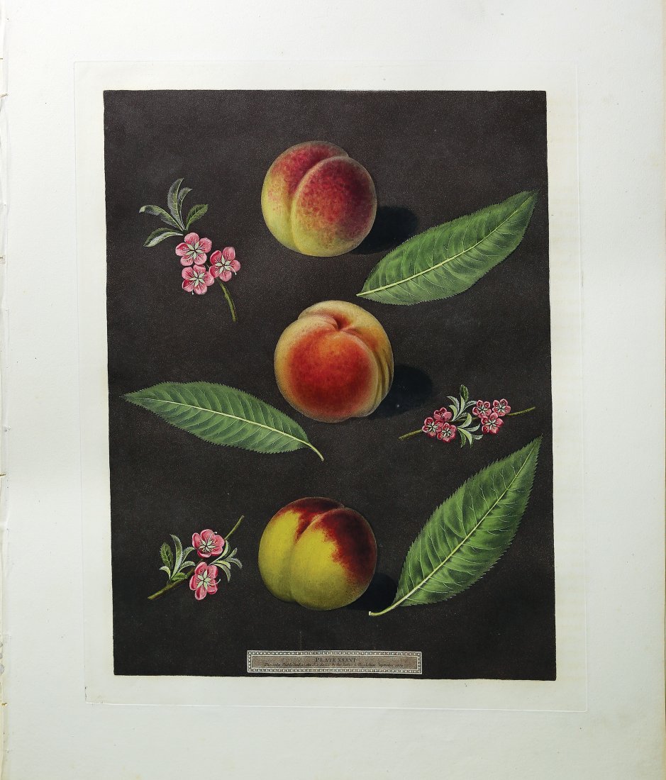 Peaches from Brookshaw's Pomona Britannica: Group of 3 Peaches, Plate 36. George Brookshaw (c. 1751-1823). From Pomona Britannica. London: T. Bensley for the author, published by White, Cochrane and Co., E. Lloyd and W. Lindsell, [1804]-1812 [b