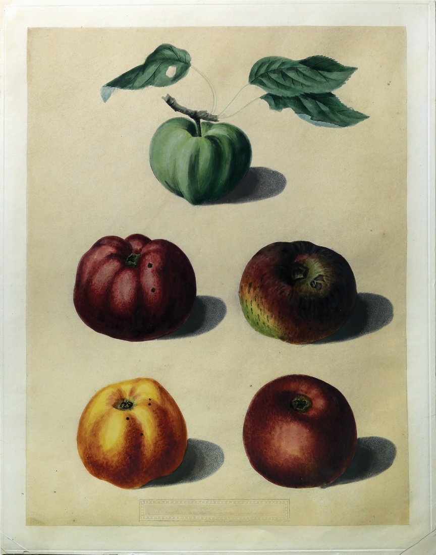 Apples from Brookshaw's Pomona Britannica: Group of 5 Apples, Plate 102. George Brookshaw (c. 1751-1823). From Pomona Britannica. London: T. Bensley for the author, published by White, Cochrane and Co., E. Lloyd and W. Lindsell, [1804]-1812 [b