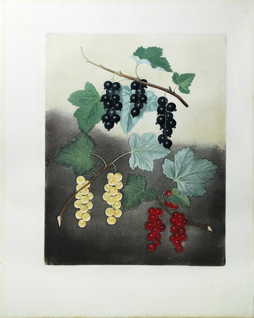 The Currant from Brookshaw's Pomona Britannica: The Currant, Plate 5. George Brookshaw (c. 1751-1823). From Pomona Britannica. London: T. Bensley for the author, published by White, Cochrane and Co., E. Lloyd and W. Lindsell, [1804]-1812 [but plate