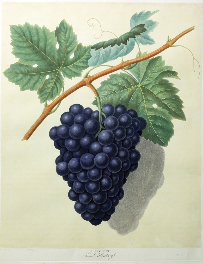 Grapes from Brookshaw's Pomona Britannica: The Black Hamburgh (Grapes), Plate 59. George Brookshaw (c. 1751-1823). From Pomona Britannica. London: T. Bensley for the author, published by White, Cochrane and Co., E. Lloyd and W. Lindsell, [1804